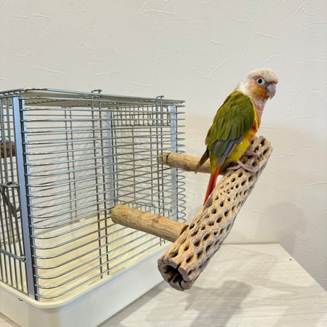 使い方いろいろ 屋上カクタスパーチ【2】 小25cm