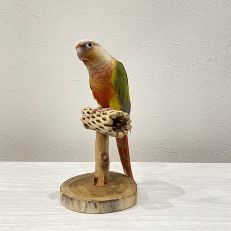 カクタスのスタンドパーチ②　パーチ長さ13cm／高さ11.5cm