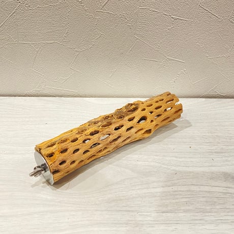 カクタスパーチ【H】直径4~5cm/長さ20cm