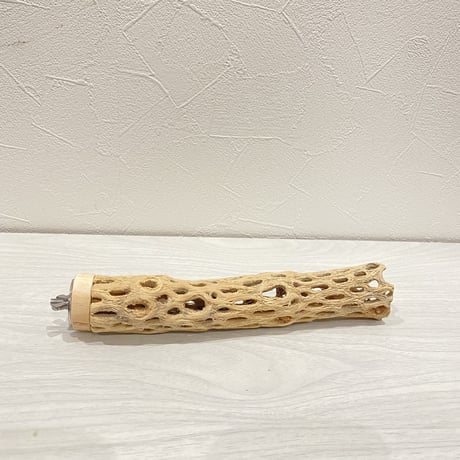 カクタスパーチ⑭ 極小サイズ直径3cm前後/20cm