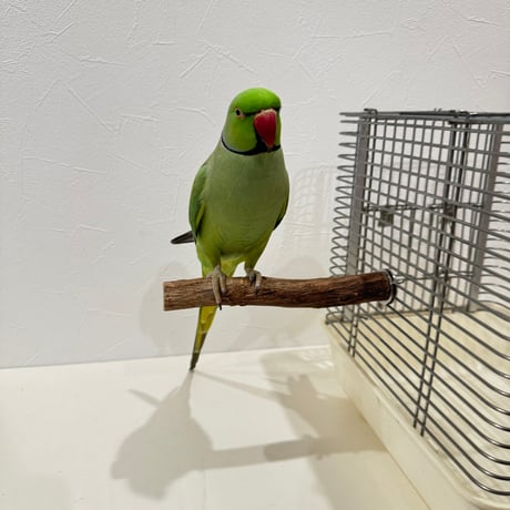 自然木（ツタ）パーチ⑤直径約2.2cm/長さ18cm【インコ 天然木の止まり木】
