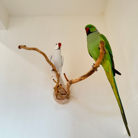 ピノキオの鼻 ④お鼻2本