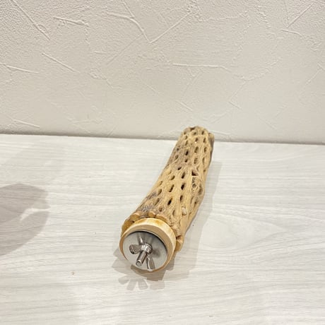 カクタスパーチ③ 小サイズ直径3.5〜4cm/18cm
