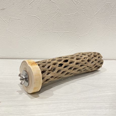 カクタスパーチ②  中直径約5.5cm/20cm