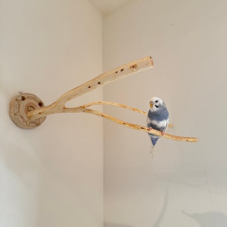 桧のピノキオの鼻 ⑧