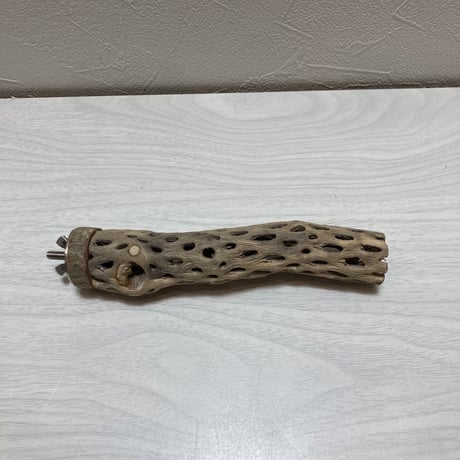 カクタスパーチ⑥極小2-3㎝長さ15㎝