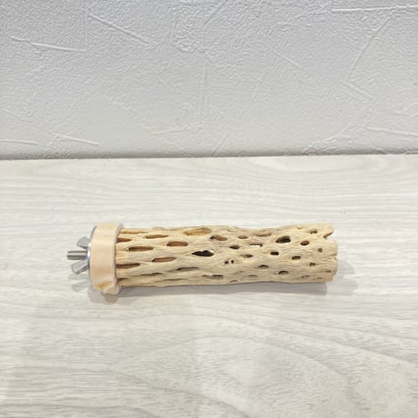 カクタスパーチ極小② 直径約2~3cm 長さ10cm