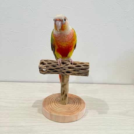 【体重測定用】カクタスのスタンドパーチ② 長さ12cm／足高さ8cm