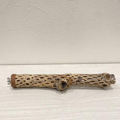 カクタスパーチ⑤ 極小直径2-3cm/25cm