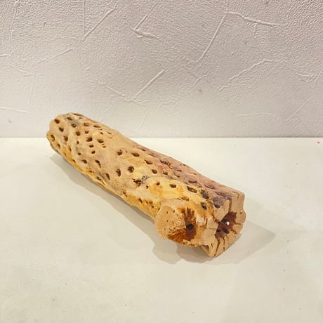 カクタスパーチ⑥ 直径約4.5cm/長さ20cm