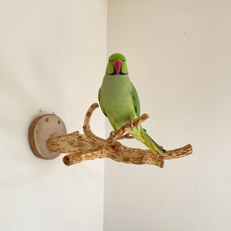 ピノキオの鼻 ④