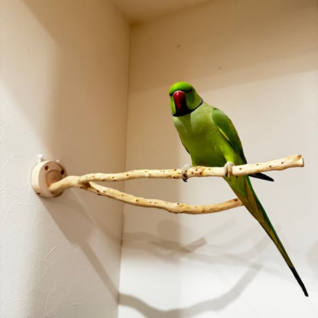 貝塚伊吹のピノキオの鼻② 【インコの止まり木 自然木 天然木】