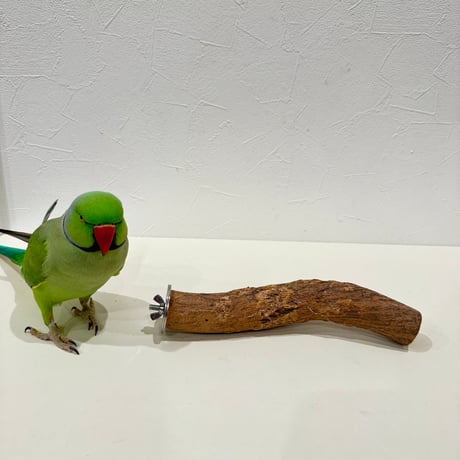 自然木（ツタ）パーチ 直径約3cm/長さ20cm