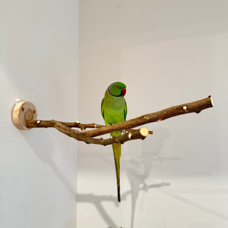 無農薬レモンの木 ピノキオの鼻 ①現品限り【インコ 自然木 止まり木 】