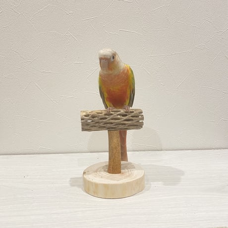 【体重測定用】カクタスのスタンドパーチ⑧　パーチ長さ10cm／高さ約10cm