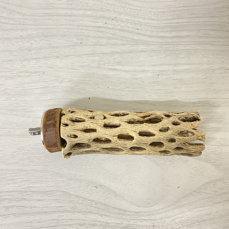 カクタスパーチ⑤ 極小サイズ 直径（約2-3cm）長さ/10cm