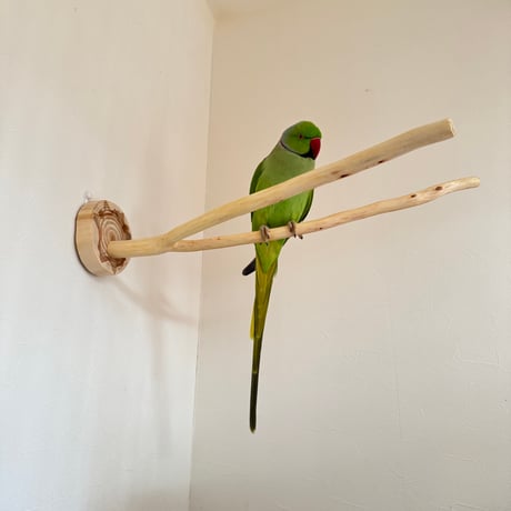 桧のピノキオの鼻③