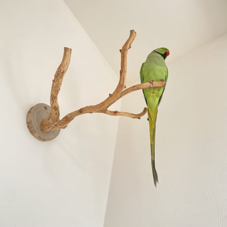 ピノキオの鼻 ⑦