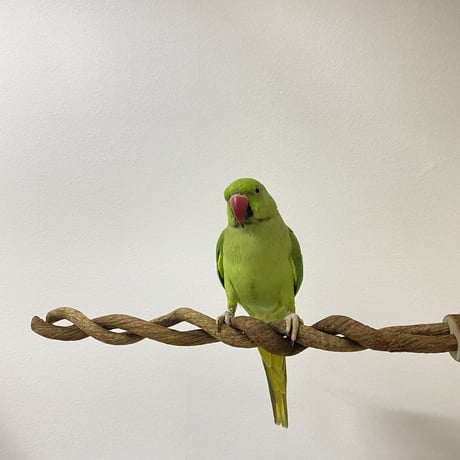自然木（ツタ）のツイストパーチ 直径3cm（2本）43cm⑨