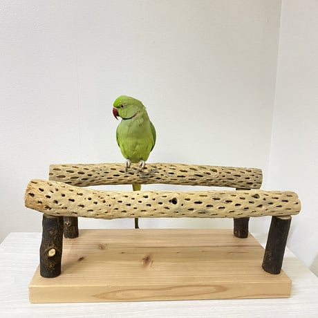 二連カクタススタンドパーチ 中型さん用