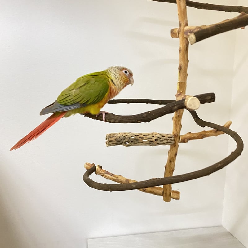 miwachin305様専用】つり下げゆらゆらバードアスレチック | 自然木の鳥