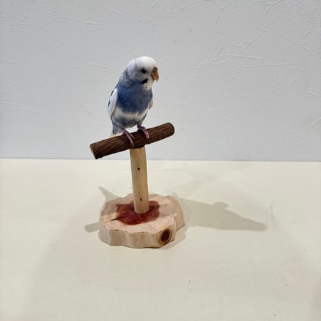 ツタのスタンドパーチ【インコ 体重測定用】④　インコ・小鳥の健康管理に