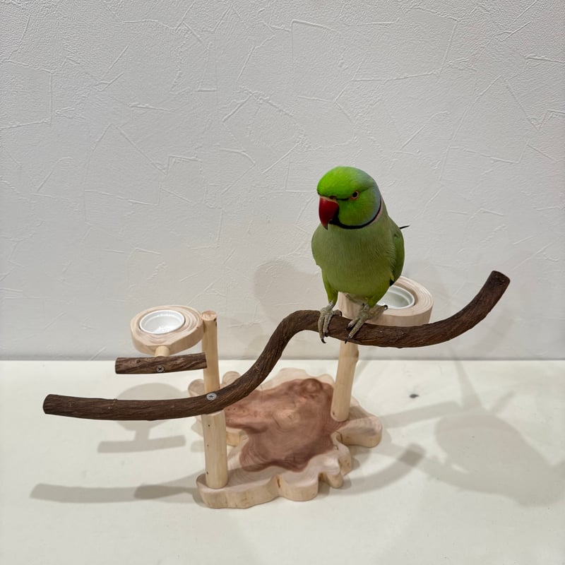 T10　☆　中型インコ　背の高～い止まり木　Tパーチ　シロハラインコ　スタンド ツタのおやつ入れ付きスタンドパーチ 【インコ 自然木 止まり木