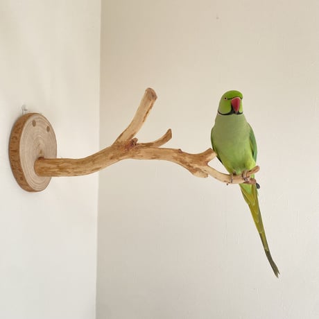 ピノキオの鼻 ⑥