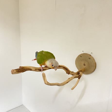 ピノキオの鼻 ③