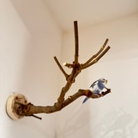 トウカエデのピノキオの鼻【D】