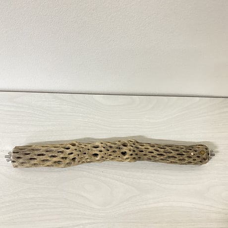ケージサイズカクタスパーチ⑧ 極小サイズ直径2-3cm HOEI35サイズ