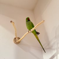 桧のピノキオの鼻 ③【インコ・小鳥のおもちゃ　自然木の止まり木】
