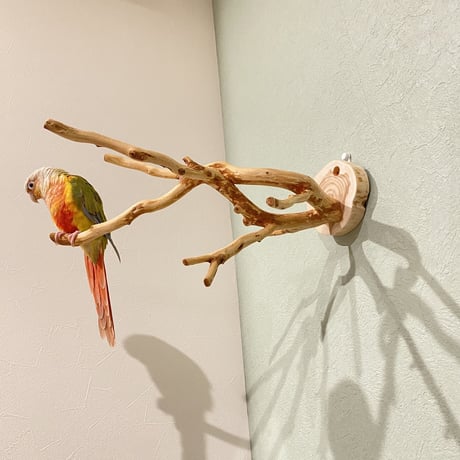 ピノキオの鼻④