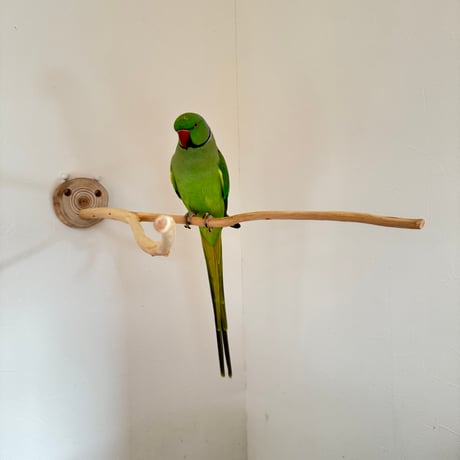 桧のピノキオの鼻②