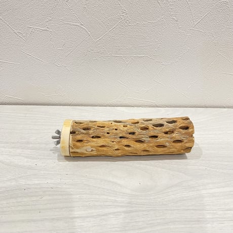 カクタスパーチ【12】中直径約5cm/16cm