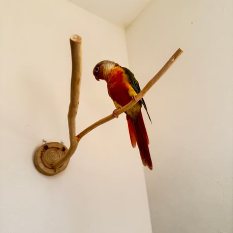 桧のピノキオの鼻 ⑤