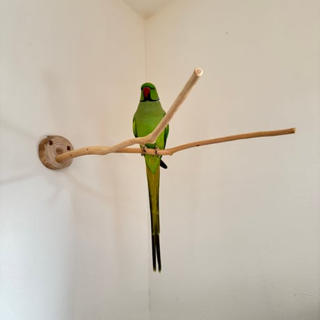 桧のピノキオの鼻②