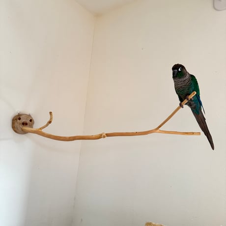 ながーーーい　桧のピノキオの鼻③