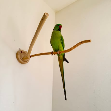 桧のピノキオの鼻 ③