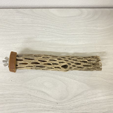 カクタスパーチ⑥ 極小サイズ 直径（約2-3cm）長さ/17cm
