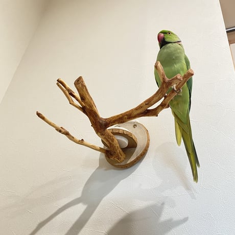 ピノキオの鼻
