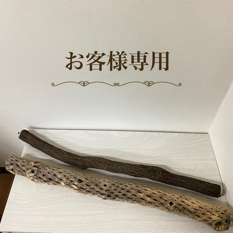【rriiccaa12様専用】カクタスパーチ 中サイズ 直径（約5.5cm）ツタパーチ 長さ/59.5cm