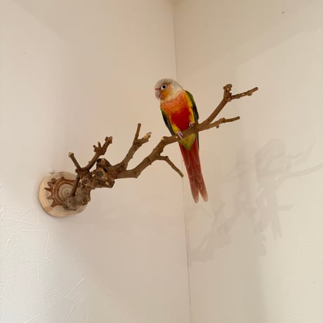 トウカエデのピノキオの鼻【A】