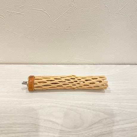 カクタスパーチ⑪ 極小直径2-3cm/15cm