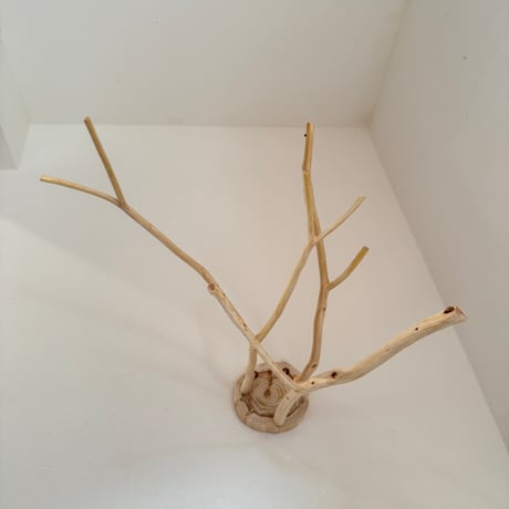 桧のピノキオの鼻 ⑥ お鼻3本