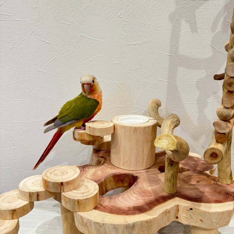 バードアスレチック 鳥インコ自然 インコ 天然木 バードアスレチック