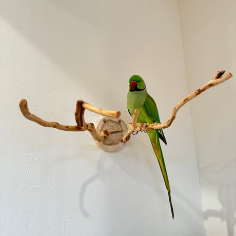 ピノキオの鼻 ② お鼻2本