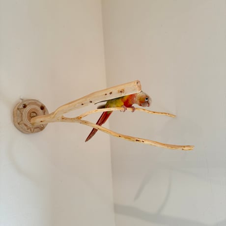 桧のピノキオの鼻 ⑧