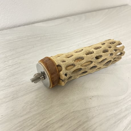 カクタスパーチ⑤ 極小サイズ 直径（約2-3cm）長さ/10cm