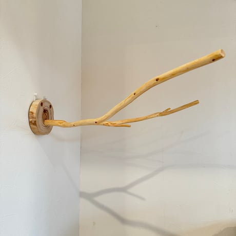 桧のピノキオの鼻①